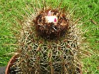 Melocactus curvispinus ssp dawsonii (Mexico) ©JB.JPG